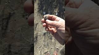 #Native American artifacts, High Desert, (Arrowheads 4) Like, Subscribe, and Share this video.