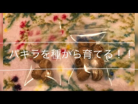 初挑戦 パキラを種から育ててみた パキラの育て方 How To Grow Pachira From Seeds Braided Money Tree Money Plant Youtube