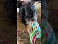 Dooky opening his present. #dog #doglife #aussiedoodle