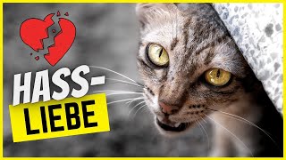 7 Dinge, die Katzen lieben und hassen zur gleichen Zeit...