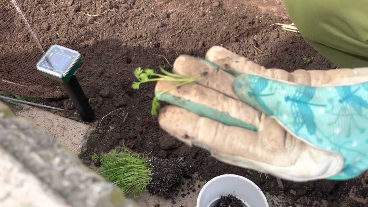 Transplanting Carrot Seedlings for BEST crop success! | Zone 10a Suburban Backyard Gardening