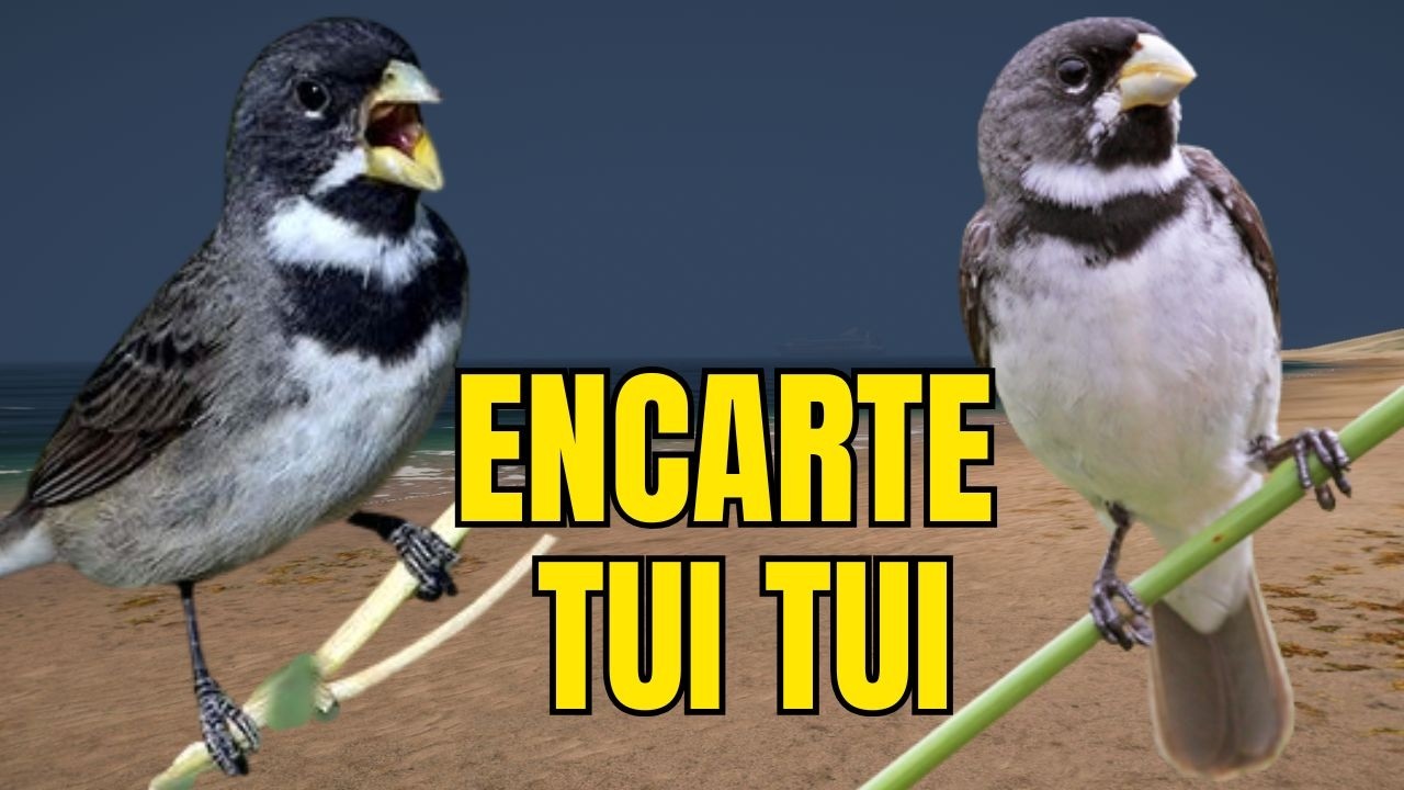 CANTO DO COLEIRO TUI TUI PERFEITO PARA ESQUENTAR COLEIRO E ENSINAR COLEIRO E PAPA CAPIM PARDO