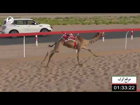 الشوط 5 شعله لـ هادف حارب بن مغير الخييلي 2 27 شارة الصندوق 2022 5 8 فطامين رماح 