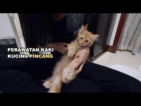 Video: Mengapa Kucing Saya Pincang?