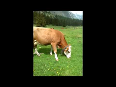 Saro Liotta — Saro Liotta -  Milk Sweet