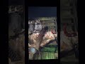 バイオハザード４Part１６０ #バイオハザード4 #応援お願いします #いいね #チャンネル登録お願いします #コメント大歓迎 #ホラーゲーム #ホラゲー #へたゲー #毎日投稿 #ホラゲ