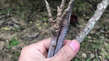 Qaib qus pom 2 dib tuaj zoo heev 2021