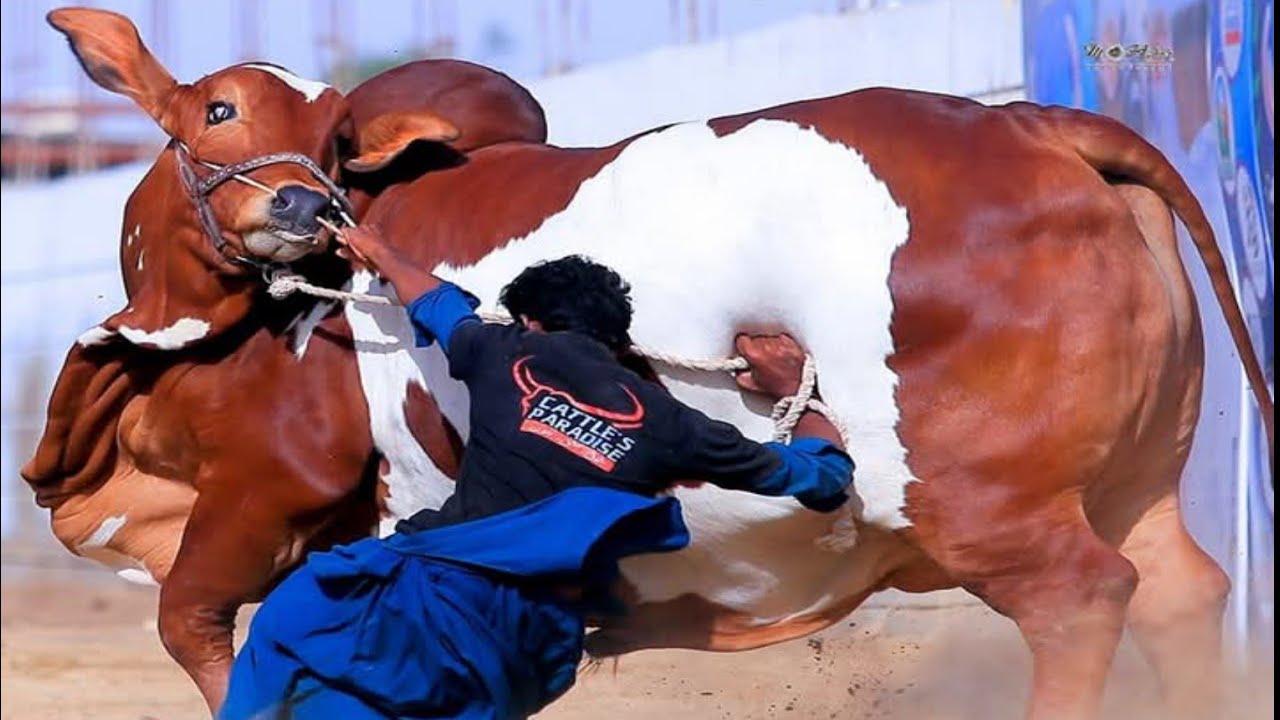 Cattle Paradise Beautifull Collection Qurbani 2025 ll Biggest Bulls ll Northern bypass Mandi