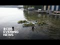 Seaweed takes over Lake Minnetonka in Minnesota