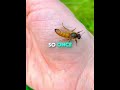 This Man FOUND a Suitcase Full of Bees 🐝😳 #usa