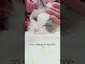 낮잠 자고있는 로아쒸 쓰담쓰담 #고양이 #cat #동물 #고양이일상 #집사 #랙돌 #스코티쉬폴드 #kitten #shorts #shortvideo #cutecat