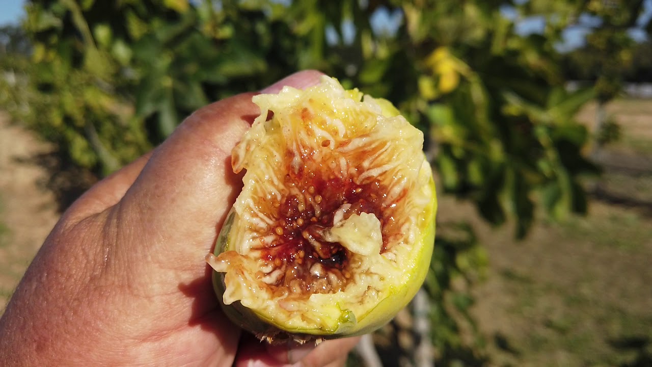 Lampa Branca Fig - Syrupy!