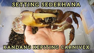 SETTING SEDERHANA KANDANG KEPITING CARDISOMA CARNIVEX JUMBO KU...