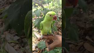 South Indian Talking Parrot 🦜Funny Video 😂 #parrot#south#video#shorts#viral#mummy #papa#talkingparot