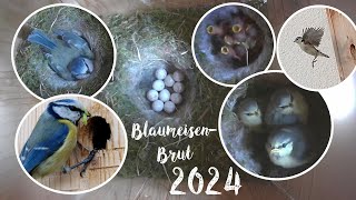 Die Blaumeisenbrut 2024  die schönsten Momente! Alle guten Dinge sind DREI