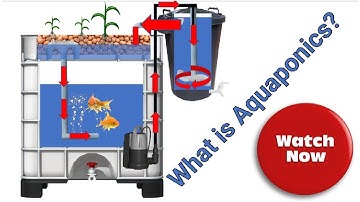 What is Aquaponics?