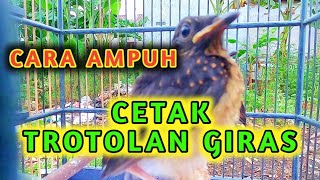 cara merawat murai trotol lolohan agar giras dan tidak jinak umur 16 hari