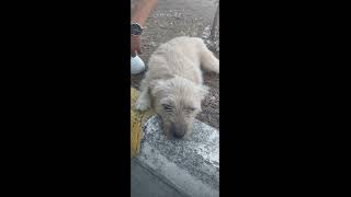 Aslında Alkol Hala Damarımda Cover