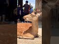 ヨダレ🤤が出ている鹿さん🦌NARA PARK