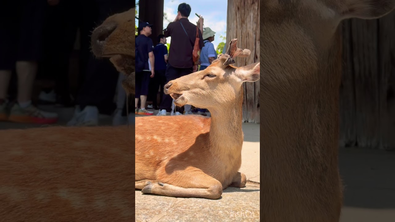 ヨダレ🤤が出ている鹿さん🦌NARA PARK