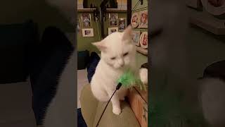 Playing With Sneskapetscatsshort satisfying