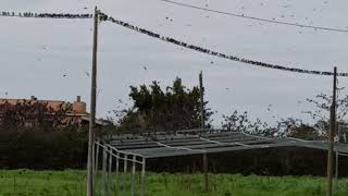 Roma: Stormi di Uccelli Migratori - Evoluzioni spettacolari | Amazing bird flocks in Rome screenshot 4