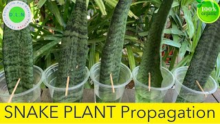 How To Propagate Snake Plant, Snake Plant Growing in Water, Daily Life and Nature