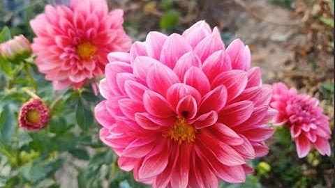 #dahlia 시월 중순, 구근을 키우기 위해 꽃대를 자르라는데~~