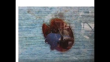 Microscope | Varroa Destructor Mite | Henderson County Beekeepers Association
