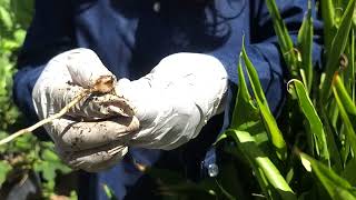 Grow Thai Ginger | Galangal Ginger In Container | Thai Ginger Health Benefits