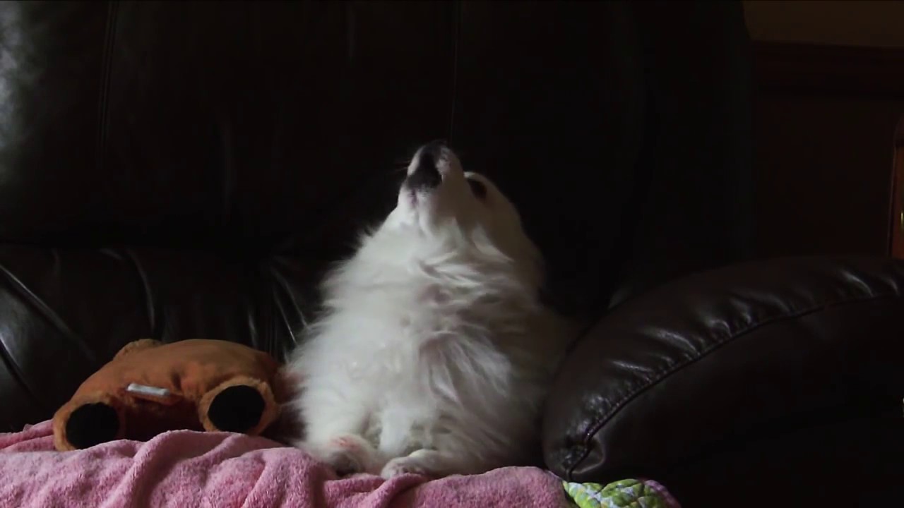 Anti Trump protester screams in agony at Death of Gabe