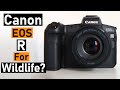 Canon eos r for wildlife photography  pros and cons  my experience after 2 months