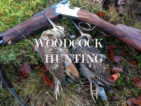 Woodcock Shooting in Scotland over English Setters.