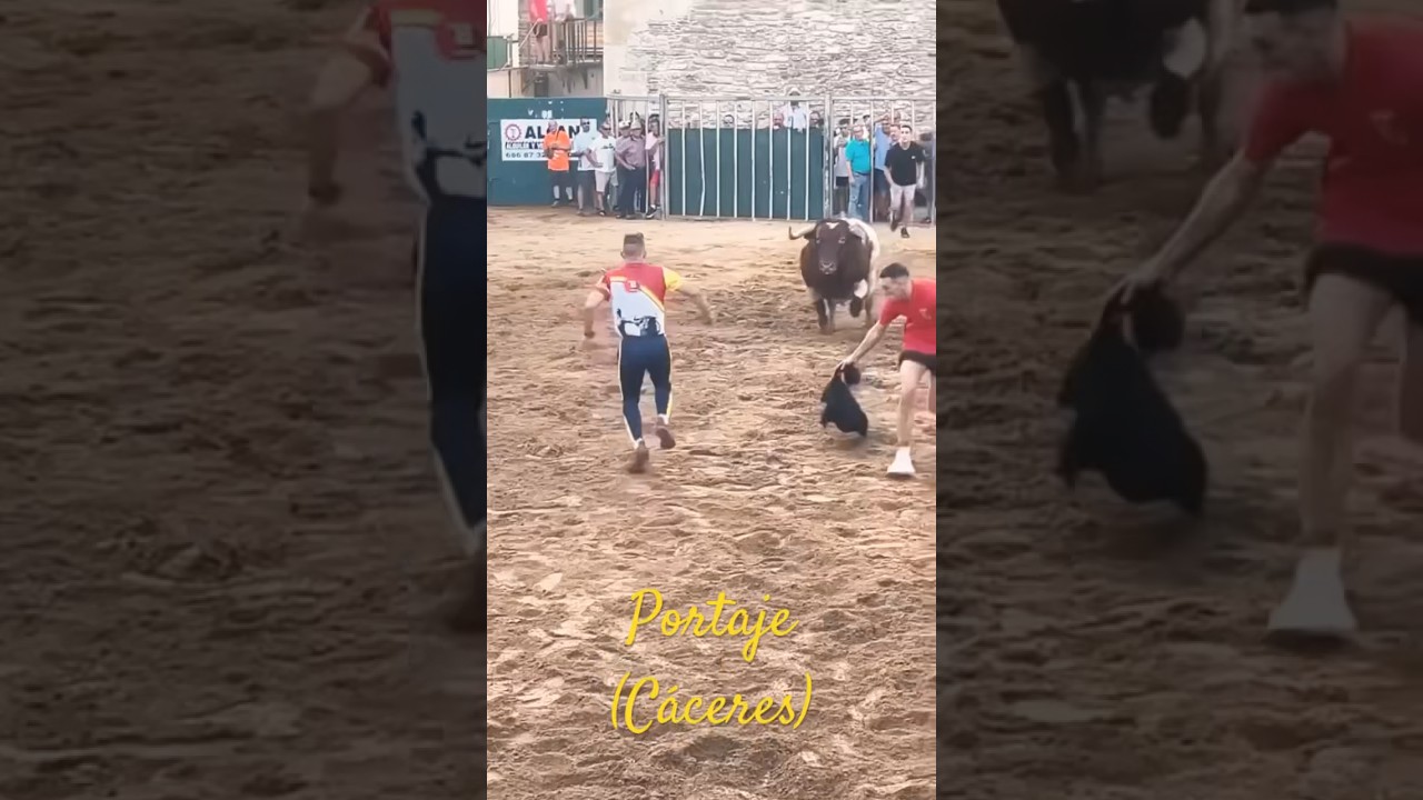 ♥️PRECIOSO TORO DE GALACHE💯 📍Portaje (Cáceres)