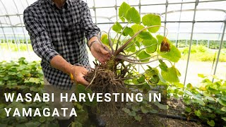 Harvesting Wasabi in Yamagata
