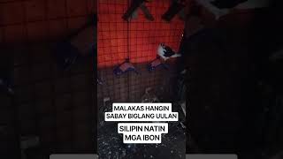 MAULAN AT MALAKAS HANGIN. SILIPIN KO MGA IBON.