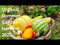 Organic Summer Garden Harvest 2020 // Australia // Y2 W 6