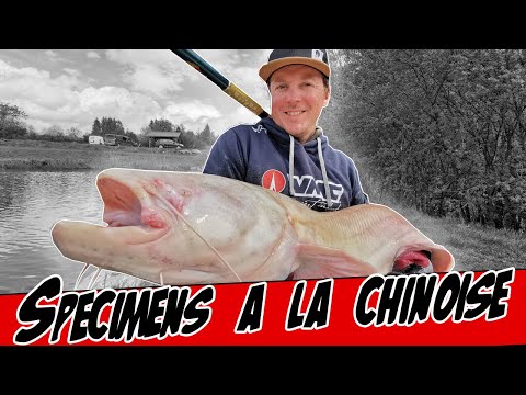 Gros poissons sur les cannes asiatiques : le test européen !