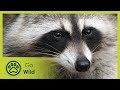 Wasteland Warriors - The Secrets of Nature