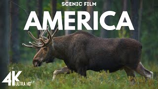 Animals in America 4k Ultra Hd Scenic Relaxing Film