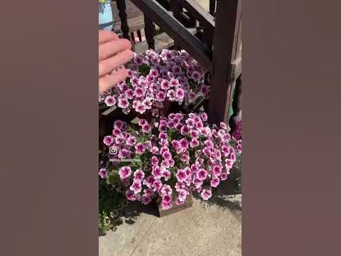 Петуния Опера расбери айс. - YouTube