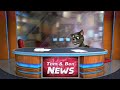Talking Tom And Ben News Fight Technical Difficulties 
