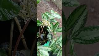 പുകവിടുന്ന ചെടി #yutubeshorts#nature#plants#gardening#kitchengarden#dailyviews#villagelife