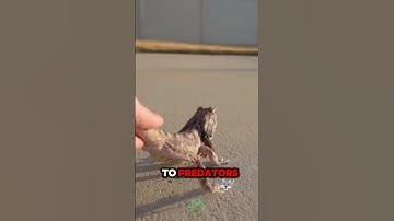 Frilled Lizard