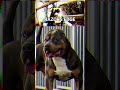 🐾 Razors Edge: Historia y Legado de los American Bully No Reconocidos 🐶💥