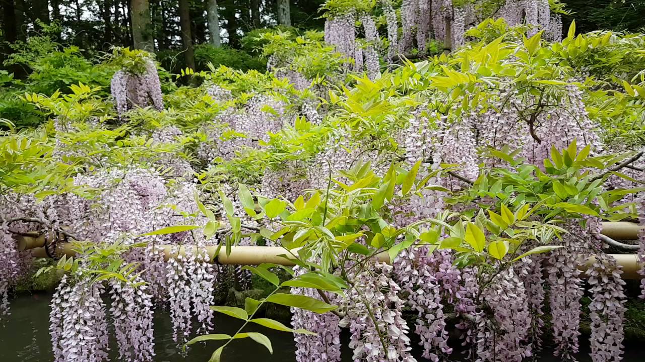 日本奈良春日大社萬葉植物園紅藤 Youtube