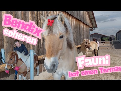 Shetland pony Bendix is ​​being clipped, my horse has an appointment | Stable Vlog