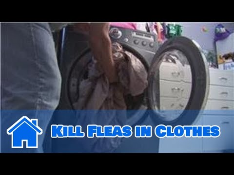 Video: Doodt het wassen van kleding vlooien?