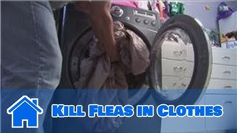 Home Pest Control : How to Kill Fleas in Clothes