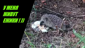 У меня живет семья ежей на дачном участке.